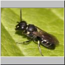 Hylaeus cf gibbus - Maskenbiene 01 7mm.jpg
